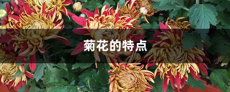 菊花的特点