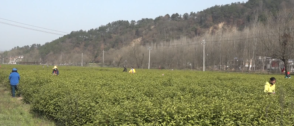 新集镇街景