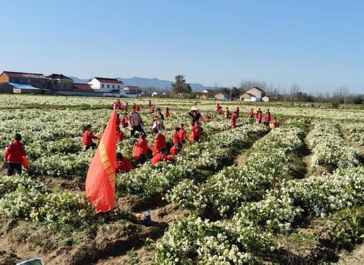 菊花飘香采摘忙。舒城县张母桥镇李堰村供图