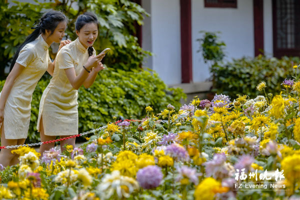 福州西湖“秋菊”盛开 今后有望四季赏菊