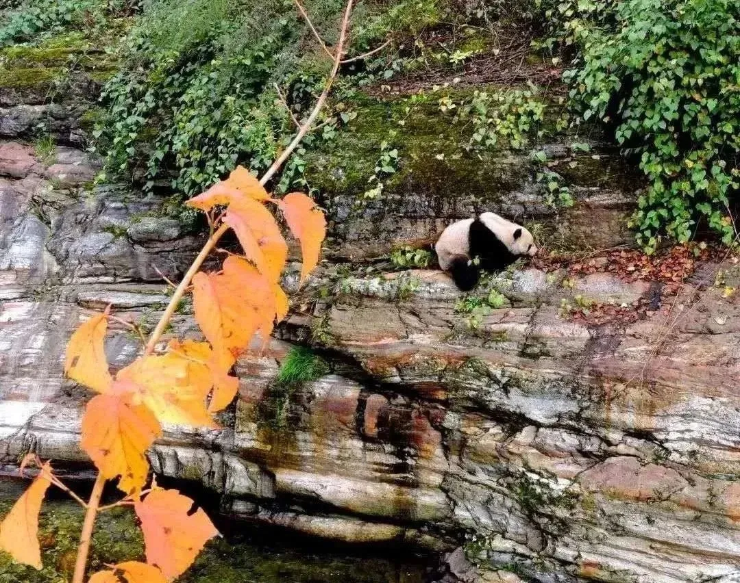 ▲图源：黄柏塬原生态风景区