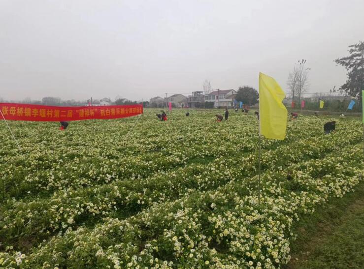 菊花飘香采摘忙。