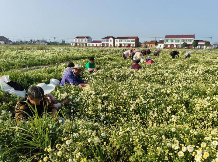 菊花飘香采摘忙。舒城县张母桥镇李堰村供图